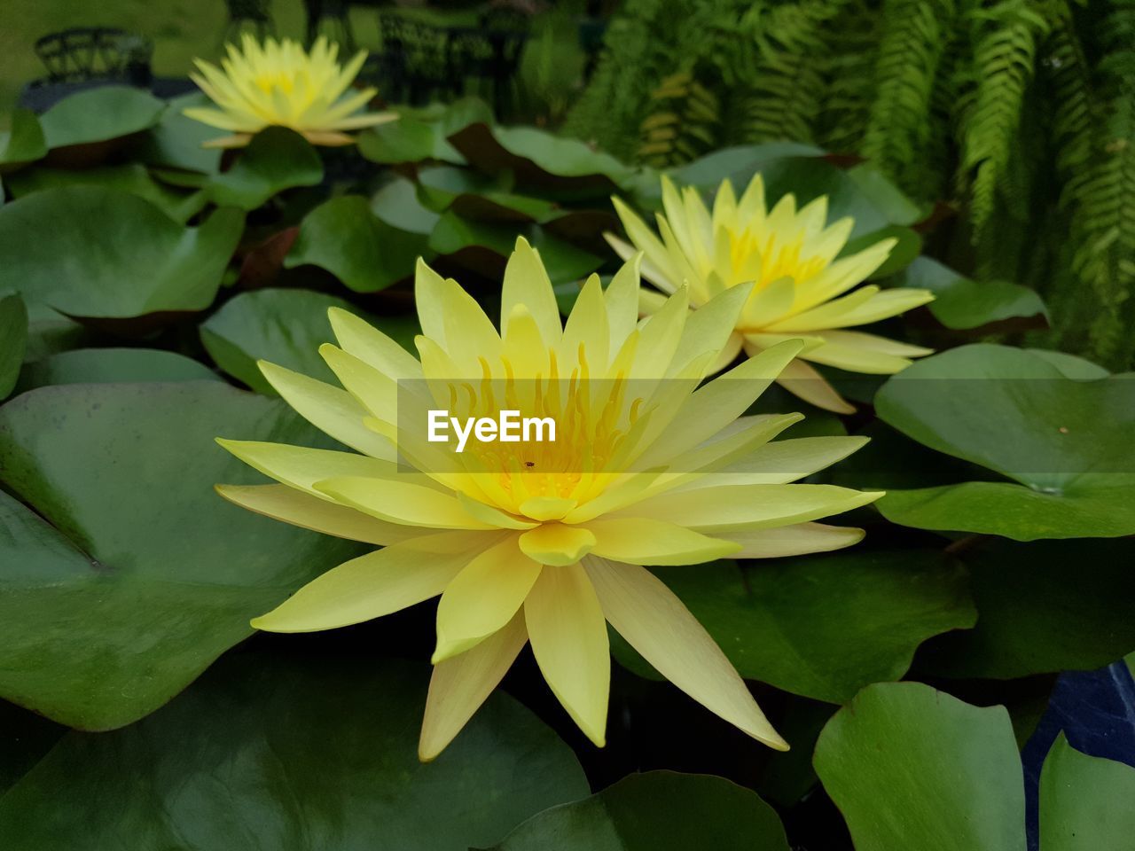 Close-up of yellow water lily