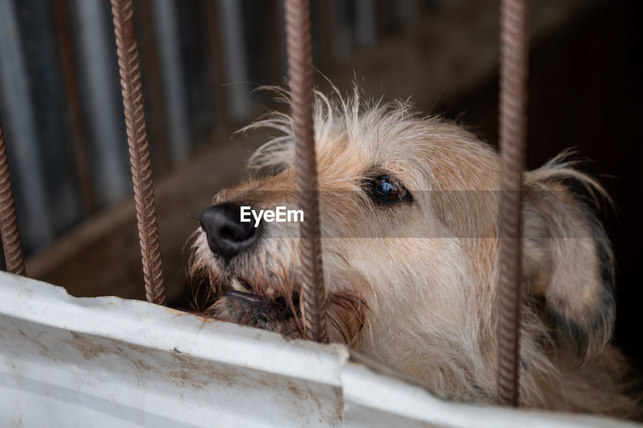 Homeless dog in a cage at a shelter. homeless dog behind the bars looks with huge sad eyes