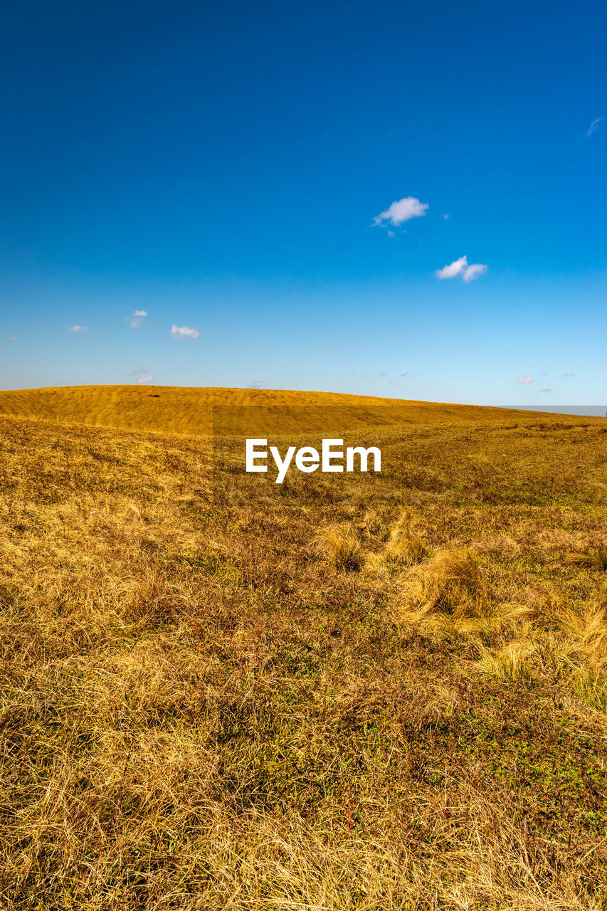 Yellow grass with bright blue sky at morning