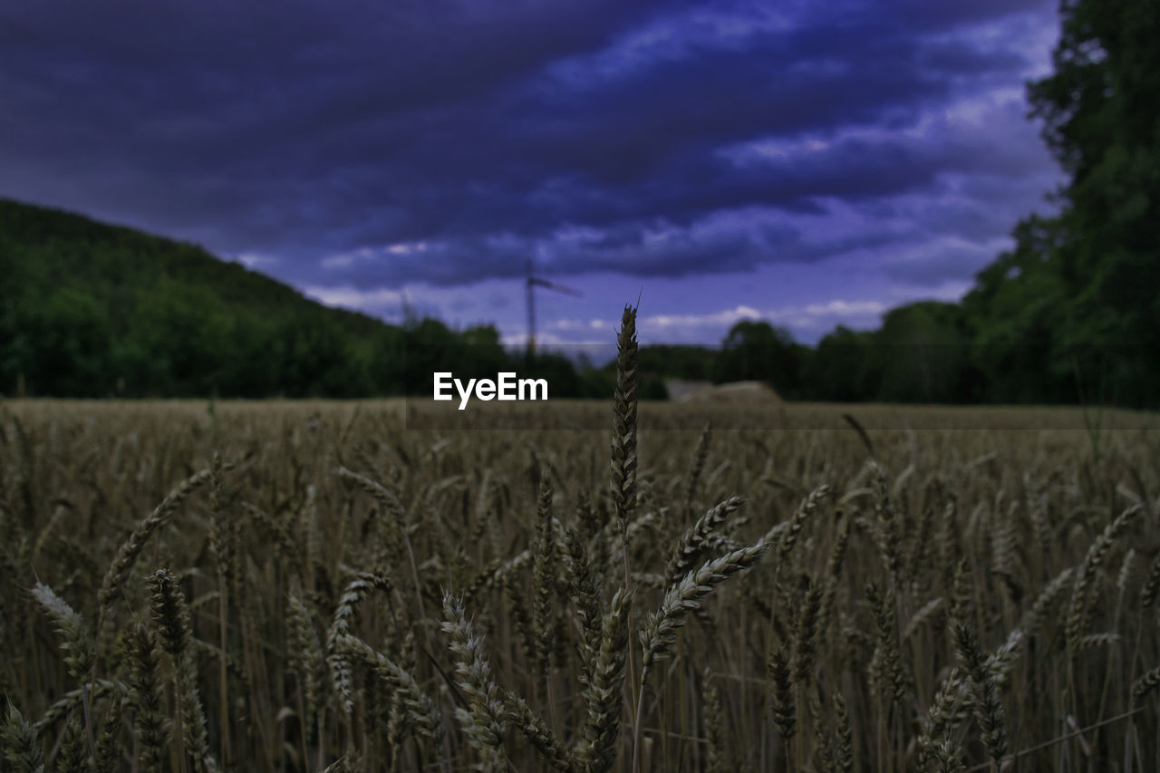 VIEW OF WHEAT FIELD AGAINST CLOUDY SKY