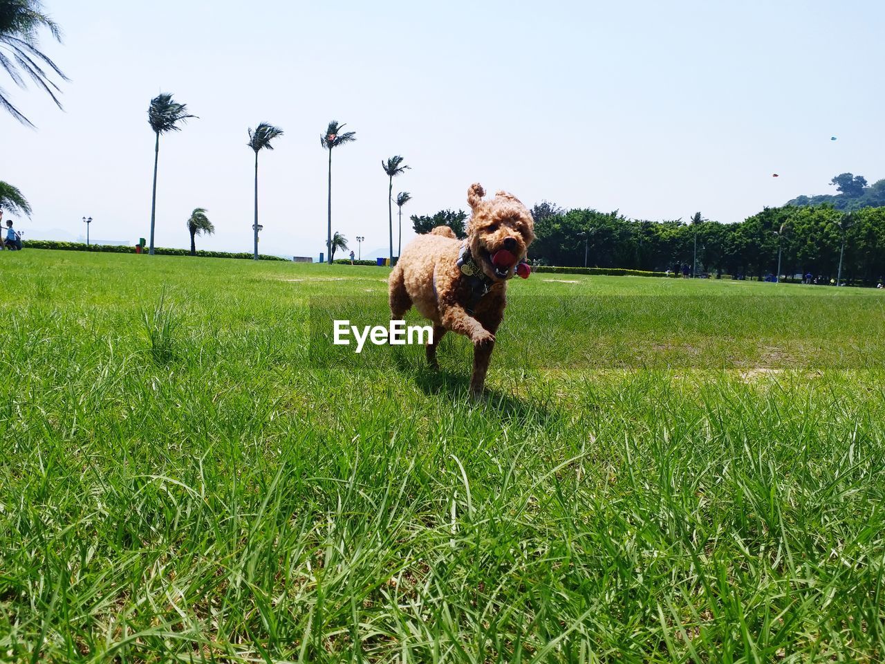 DOG ON FIELD