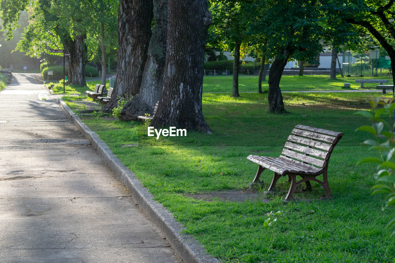 EMPTY PARK BENCH BY TREES IN GRASS