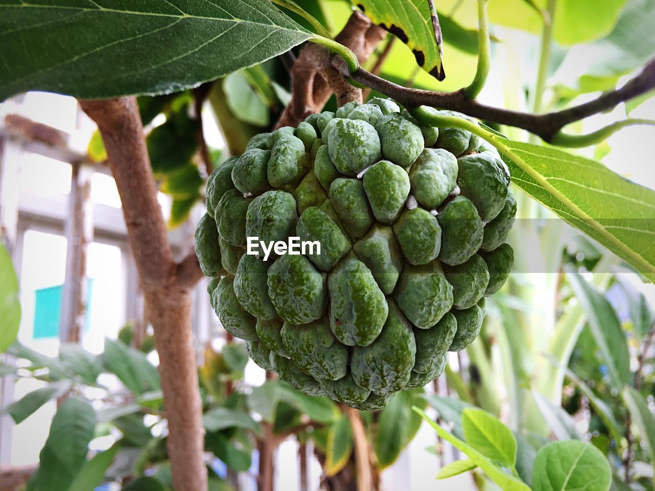 Low angle view of fruits on tree