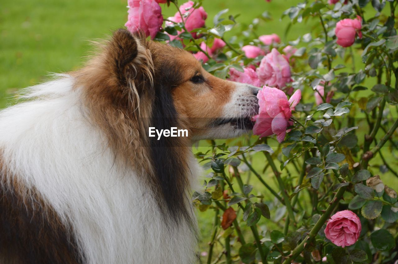 Close-up of a dog smelling pink rose in park