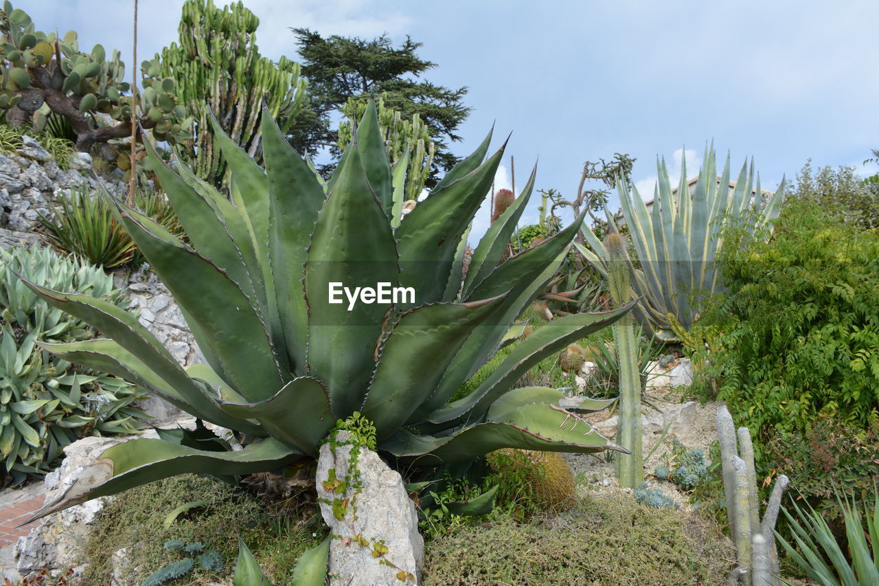 CLOSE-UP OF SUCCULENT PLANT GROWING ON FIELD