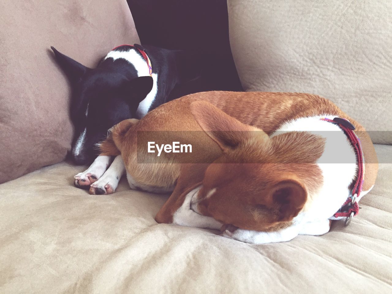 Basenji dogs resting on bed at home