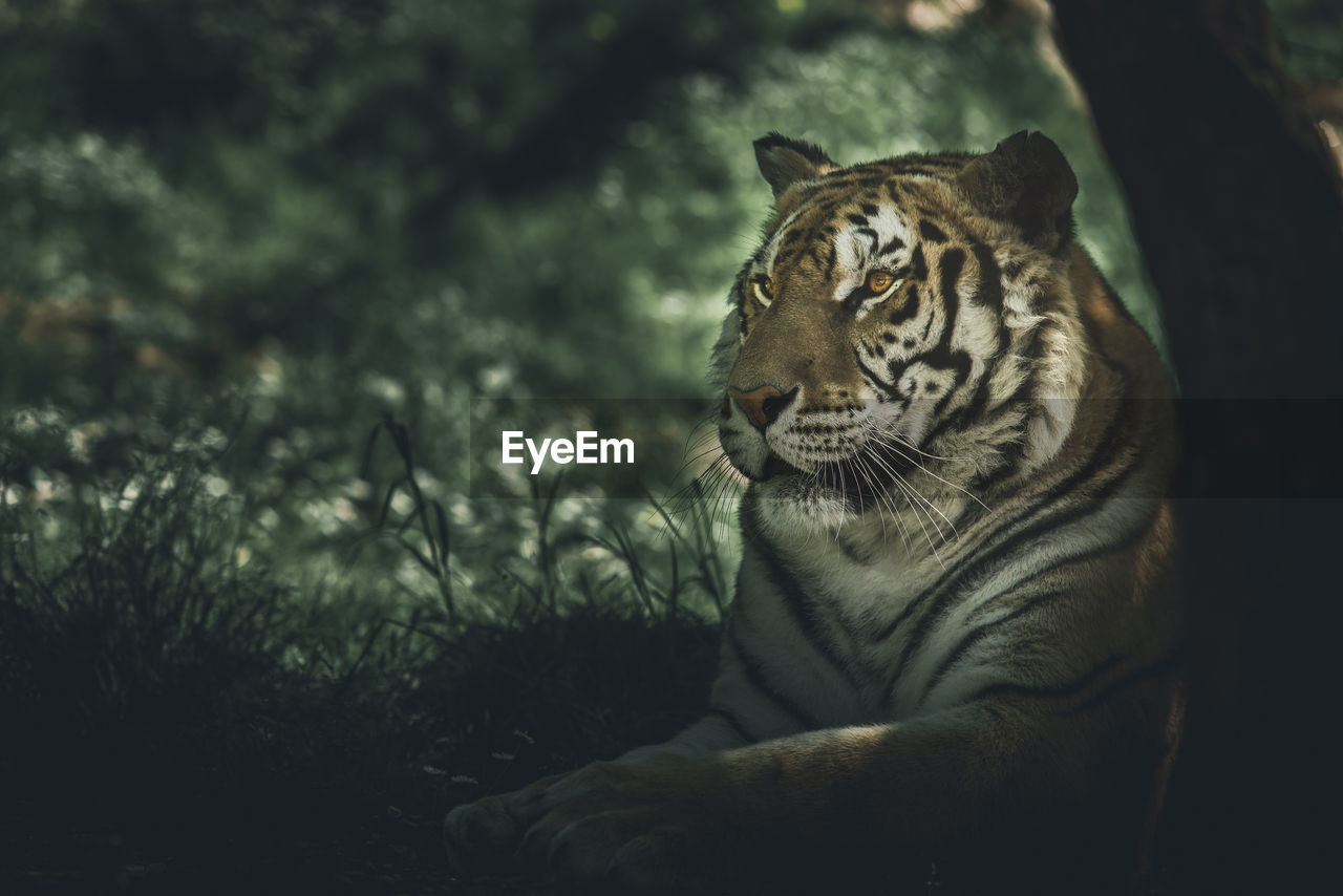 animal, animal themes, feline, animal wildlife, mammal, one animal, big cat, cat, wildlife, tiger, carnivora, tree, nature, no people, plant, relaxation, forest, portrait, outdoors, carnivore, felidae, pet, focus on foreground, animal body part, day, land, undomesticated cat, looking