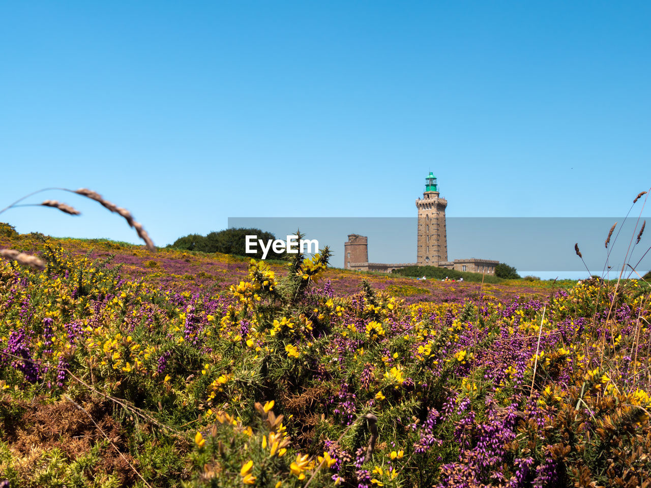 FLOWERING PLANTS ON FIELD AGAINST SKY