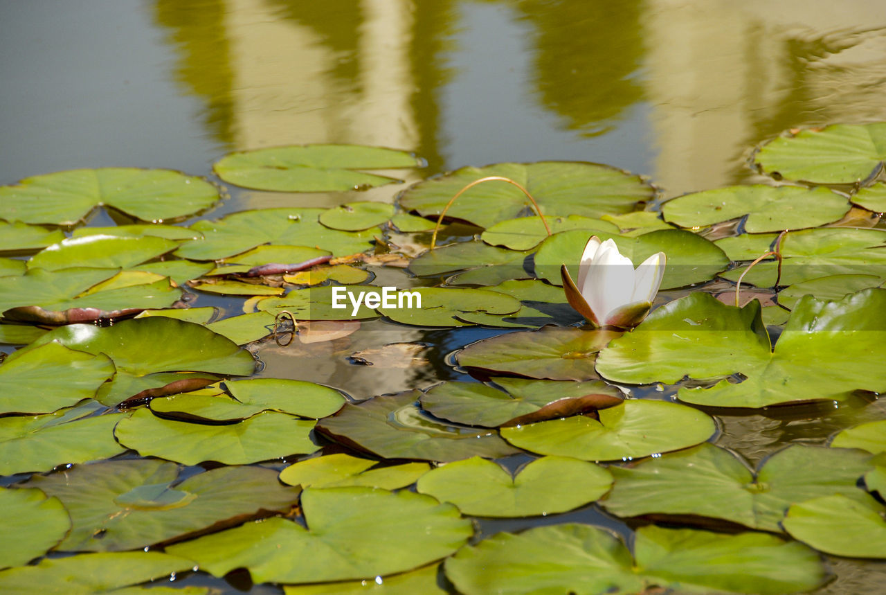 CLOSE-UP OF WATER LILY BLOOMING IN POND