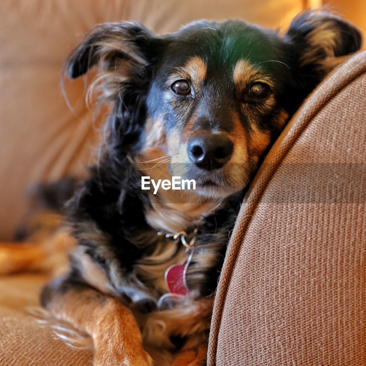 Close-up portrait of dog