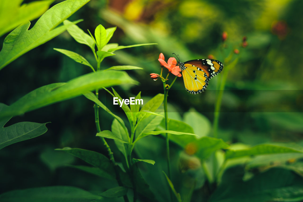 BUTTERFLY POLLINATING ON FLOWER