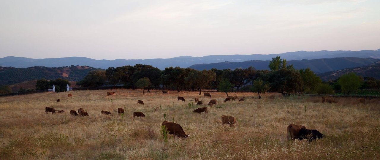 Panoramic view of cows grazing on field against sky during sunset