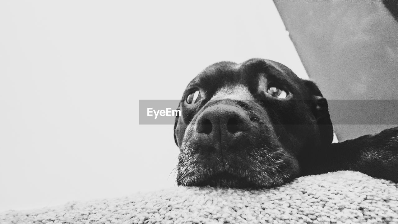 Close-up of dog against clear sky