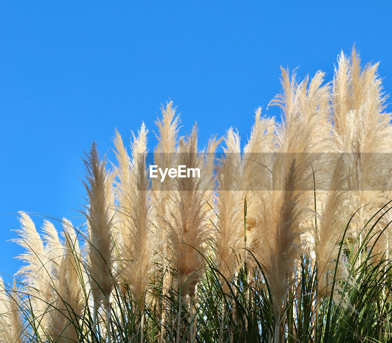 grass, plant, sky, growth, nature, field, blue, no people, beauty in nature, clear sky, land, agriculture, tree, crop, day, tranquility, landscape, cereal plant, sunlight, outdoors, wheat, rural scene, scenics - nature, low angle view, sunny, prairie, close-up, environment