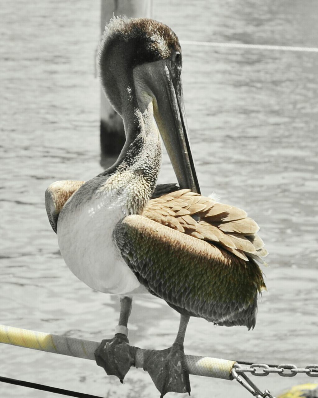 Pelican perching on railing