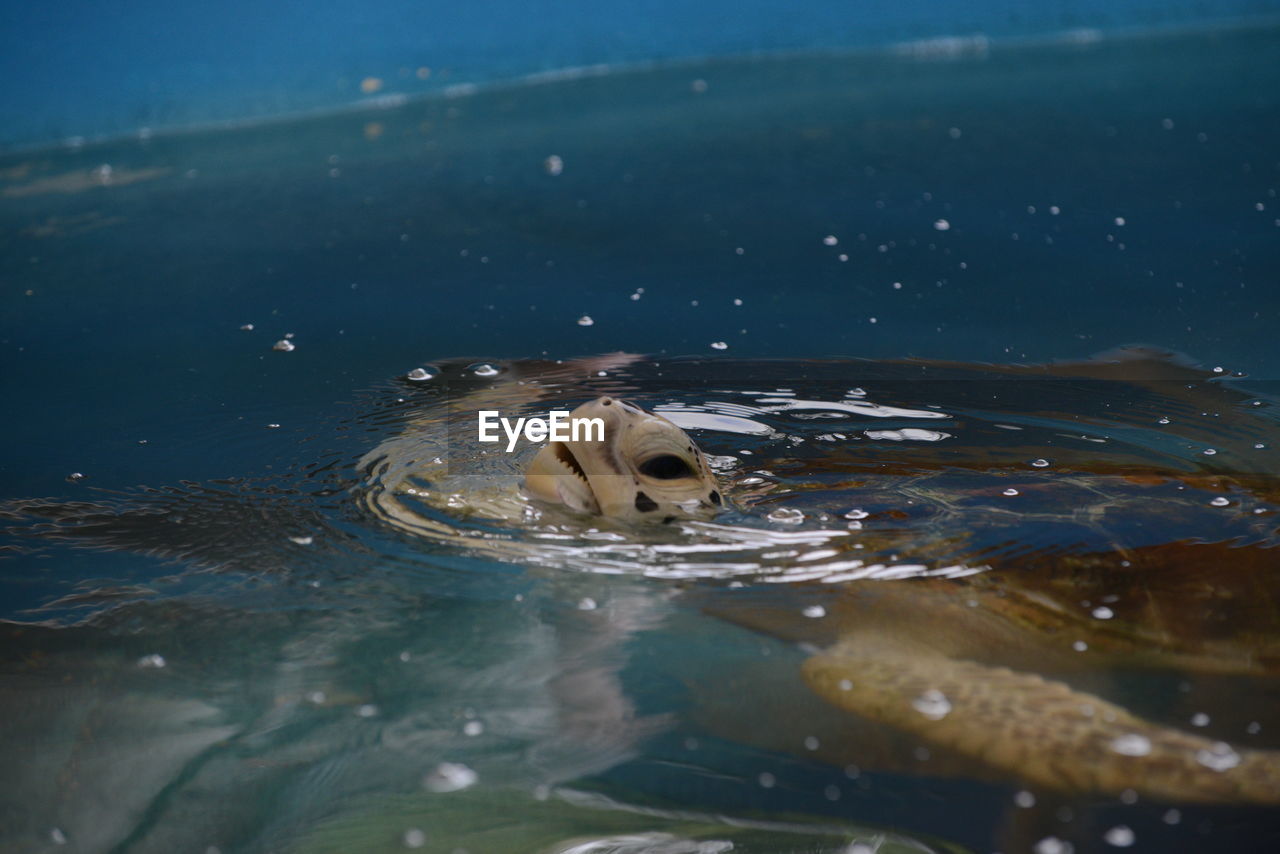 VIEW OF TURTLE IN SWIMMING POOL