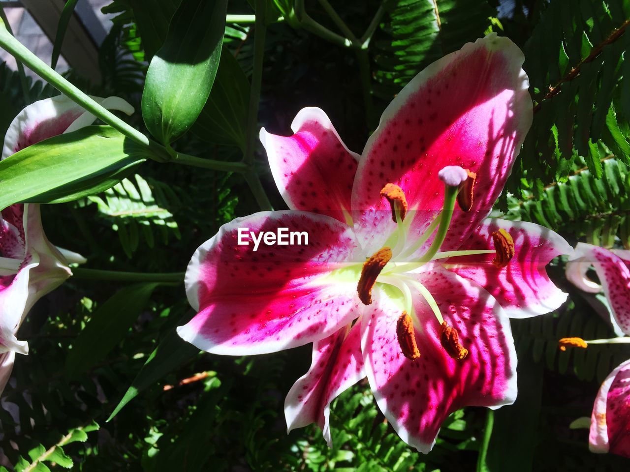 Close-up of stargazer lily outdoors