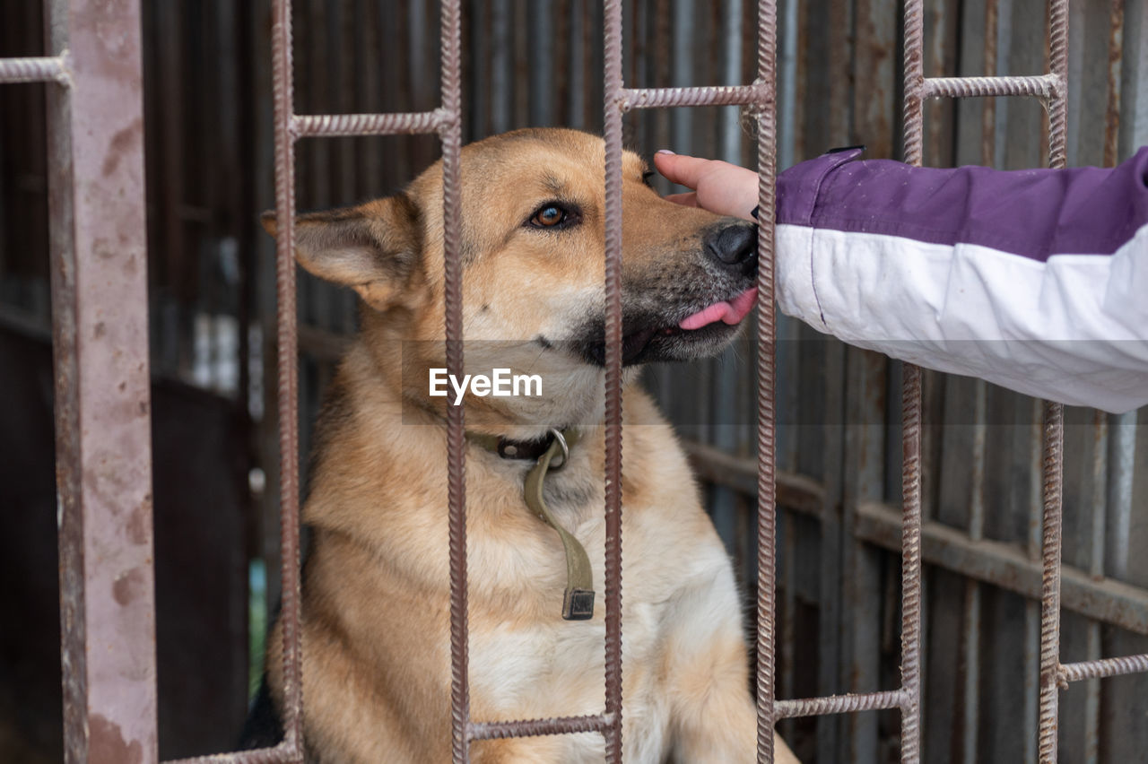 Girl volunteer in the nursery for dogs. shelter for stray dogs.