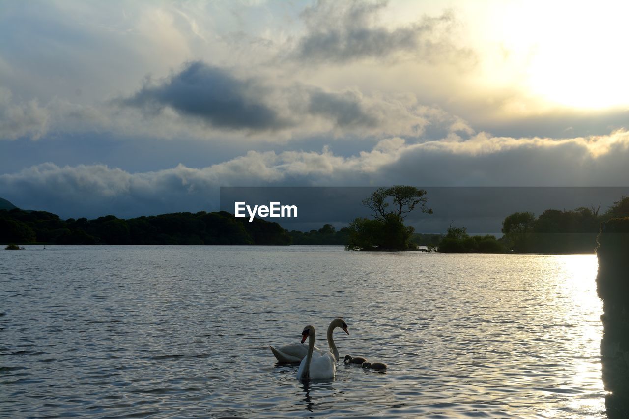 DUCK SWIMMING IN LAKE