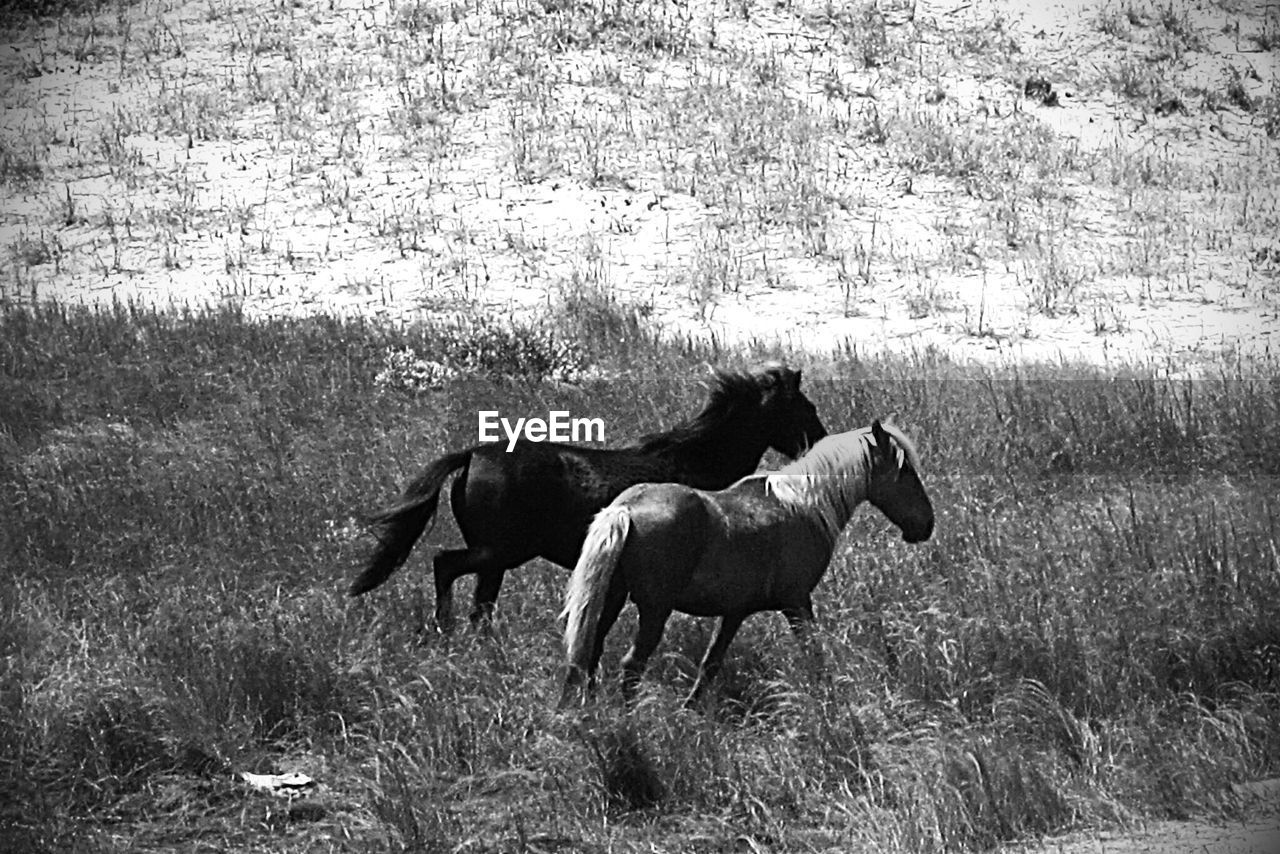 High angle view of horses on grassy field