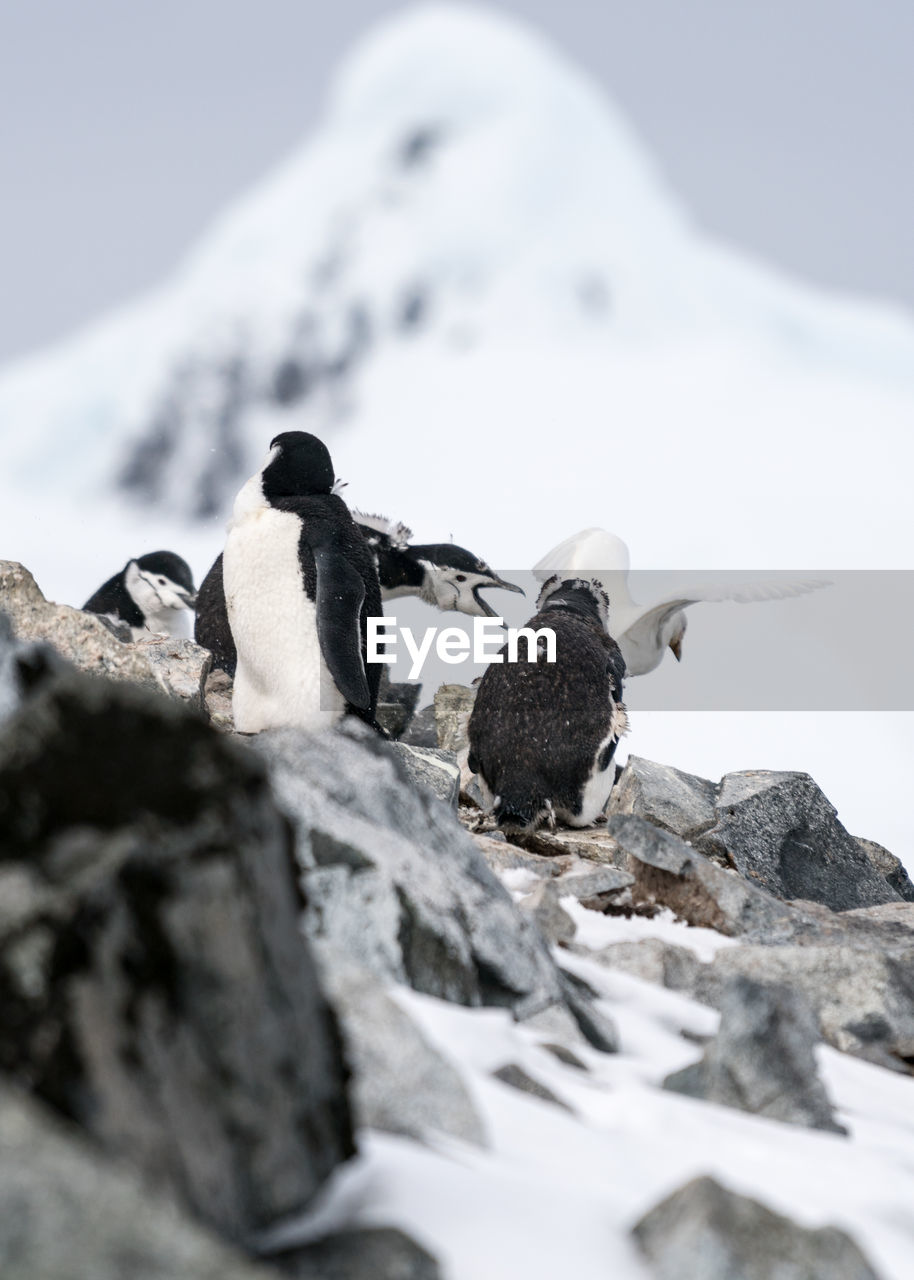 Birds on mountain during winter