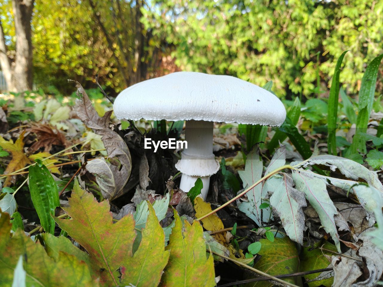 CLOSE-UP OF MUSHROOM ON FIELD