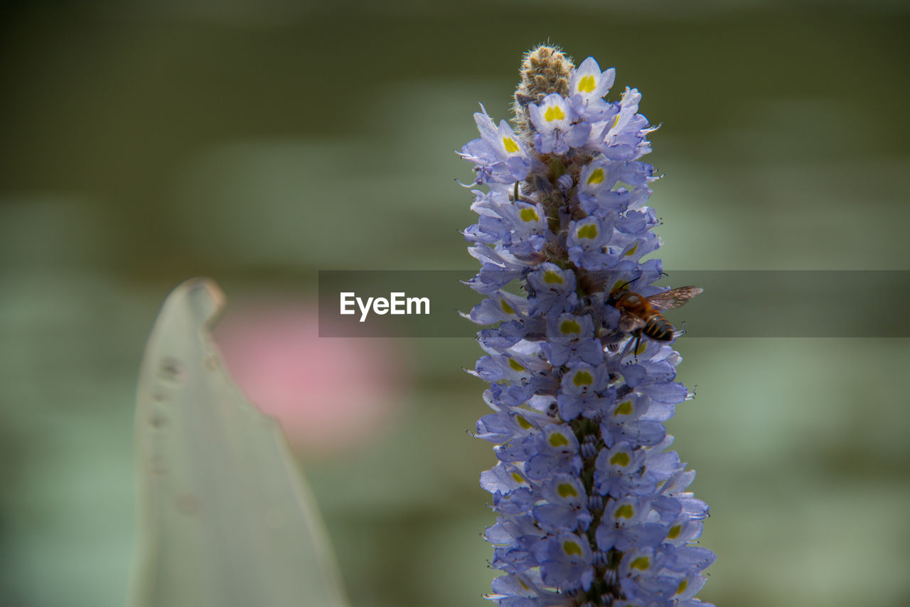 CLOSE-UP OF BEE POLLINATING ON PURPLE FLOWERS