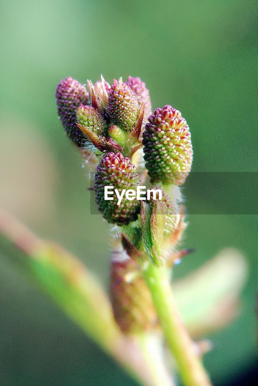 Close-up of flower buds