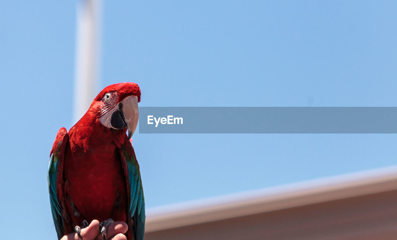 CLOSE-UP OF PARROT PERCHING ON BRANCH