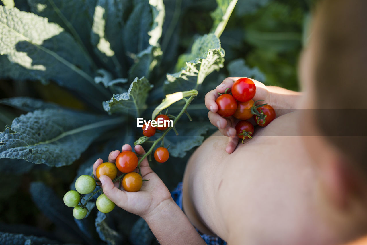 High angle view of shirtless boy holding cherry tomatoes at vegetable garden