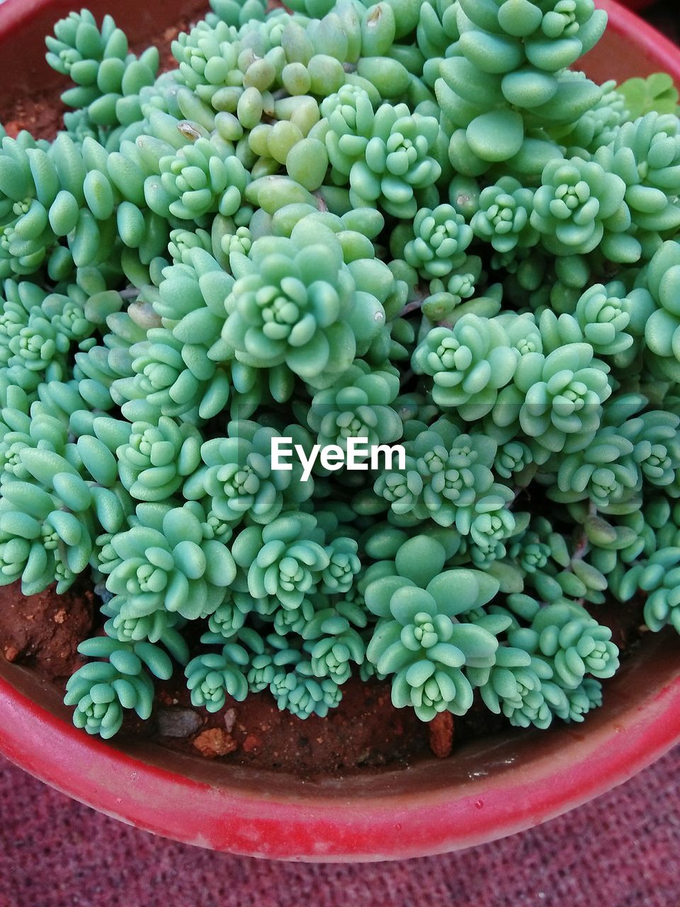 HIGH ANGLE VIEW OF FRUITS IN CONTAINER