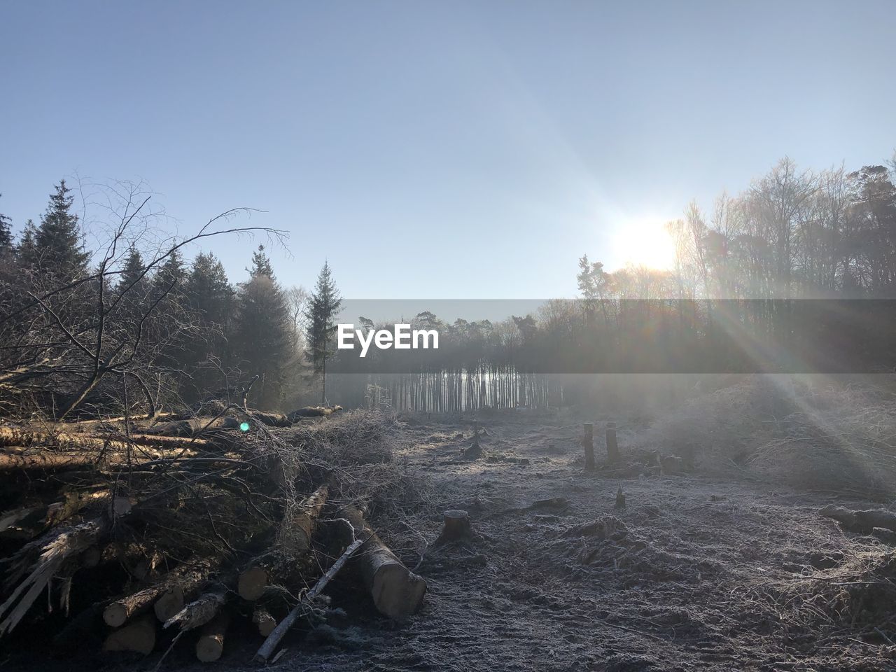 PANORAMIC VIEW OF TREES GROWING IN FOREST AGAINST BRIGHT SUN