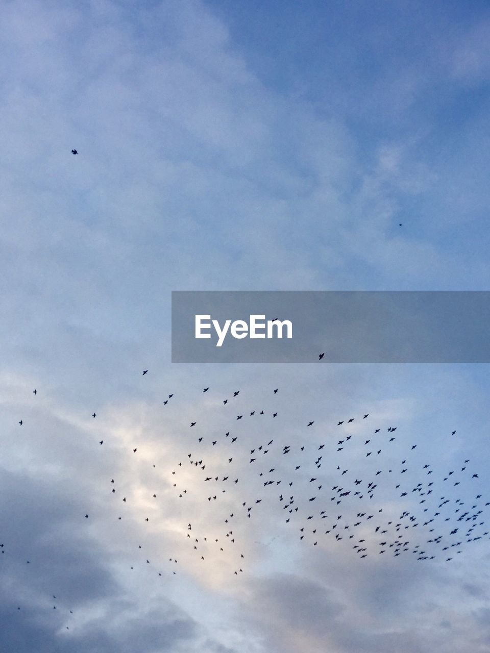 BIRDS FLYING IN SKY