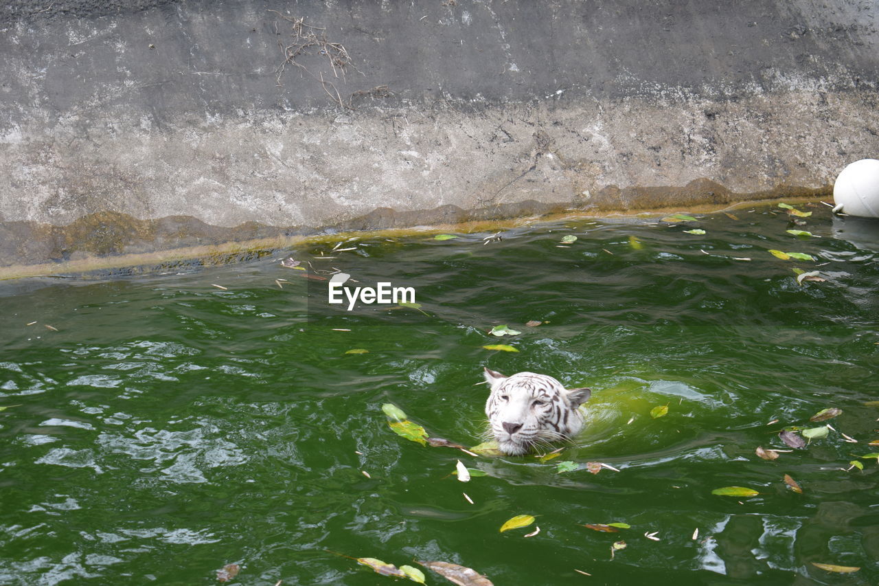 SEA SWIMMING IN WATER