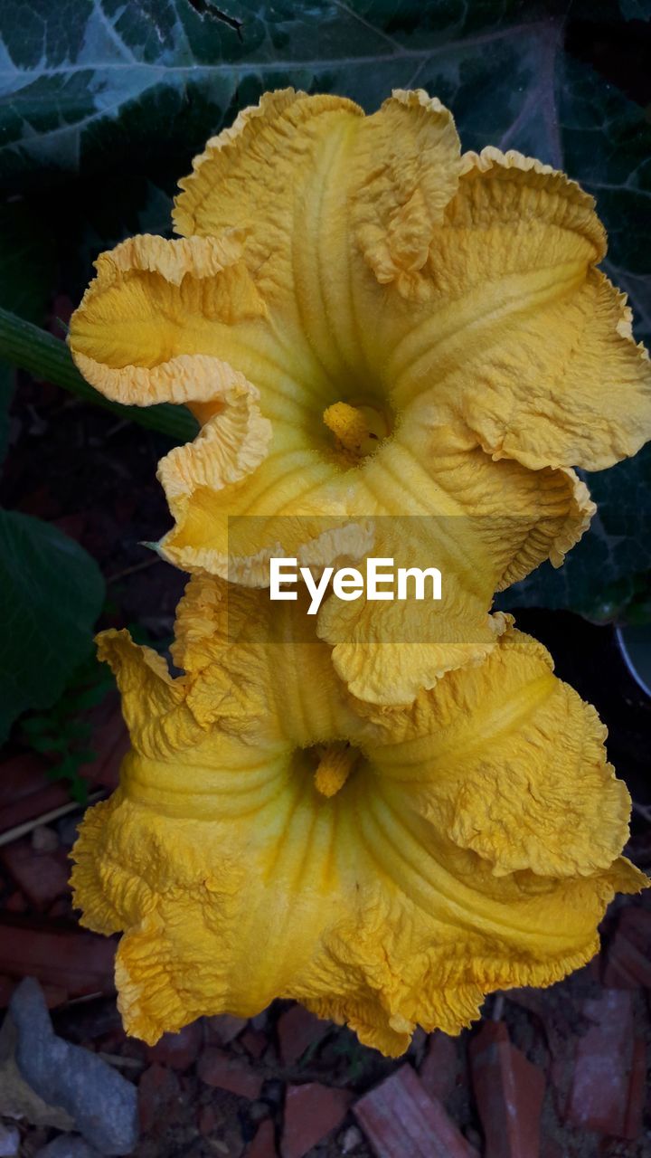 High angle view of yellow flowering plant