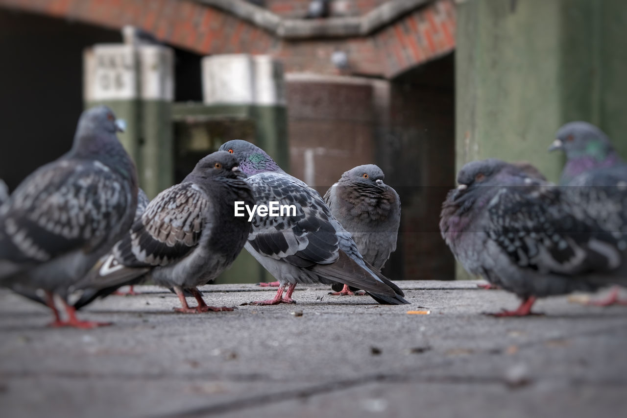 PIGEONS PERCHING ON A FOOTPATH