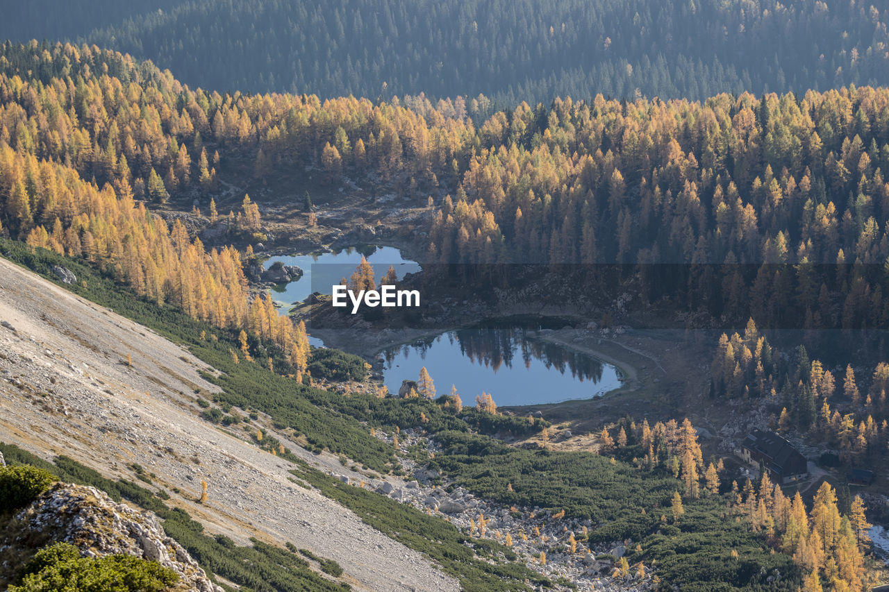 Scenic view of pine trees by lake in forest