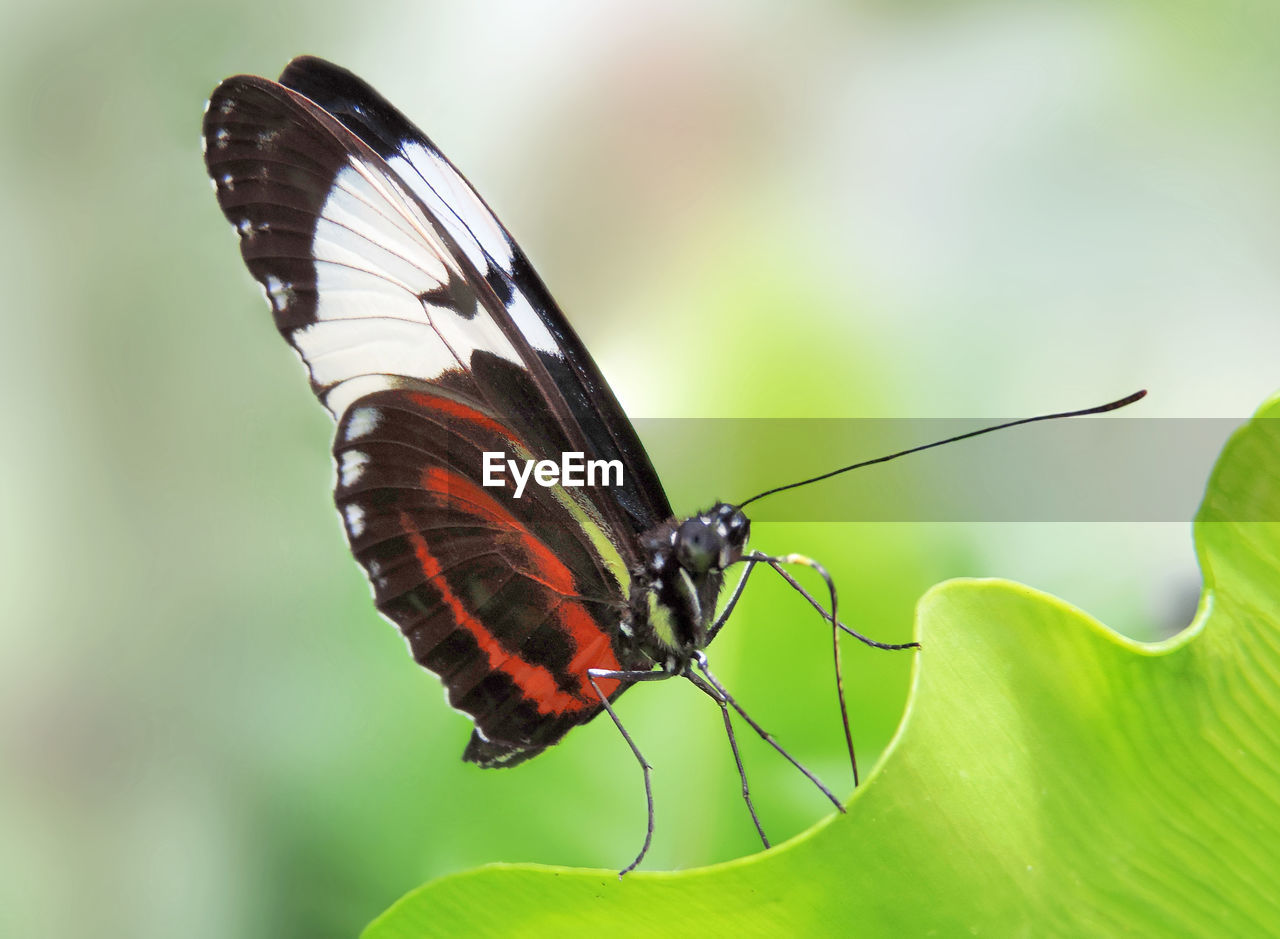 BUTTERFLY POLLINATING ON LEAF