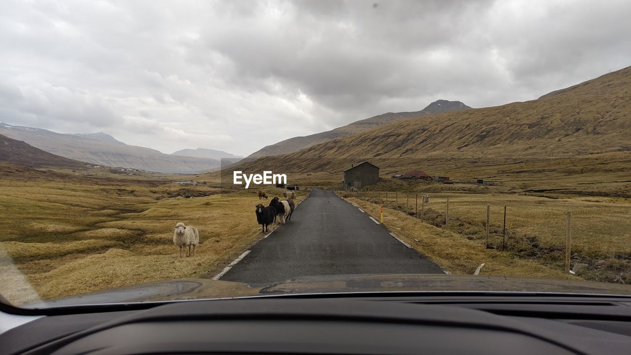 Road and sheep amidst mountains seen through car windshield