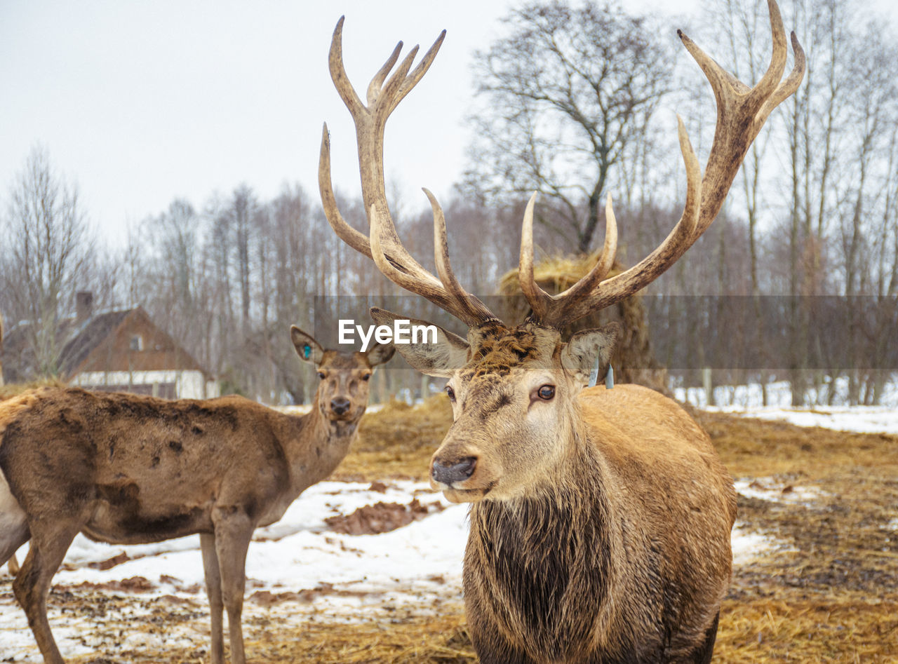 animal, animal themes, deer, mammal, animal wildlife, wildlife, reindeer, antler, winter, tree, snow, elk, nature, cold temperature, no people, group of animals, day, plant, land, domestic animals, outdoors, stag, brown, two animals, portrait, field, standing, forest