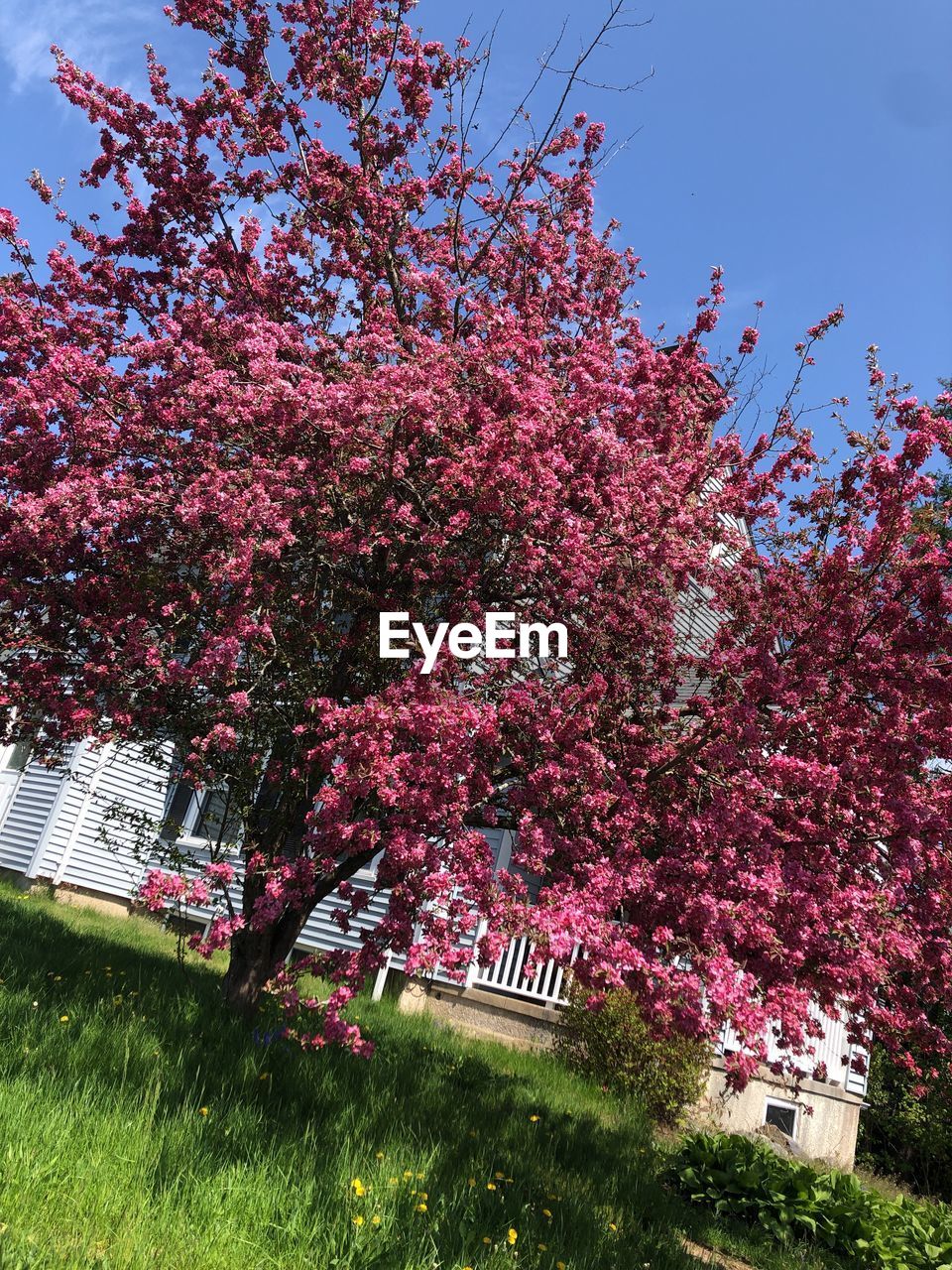 PINK CHERRY BLOSSOM TREE