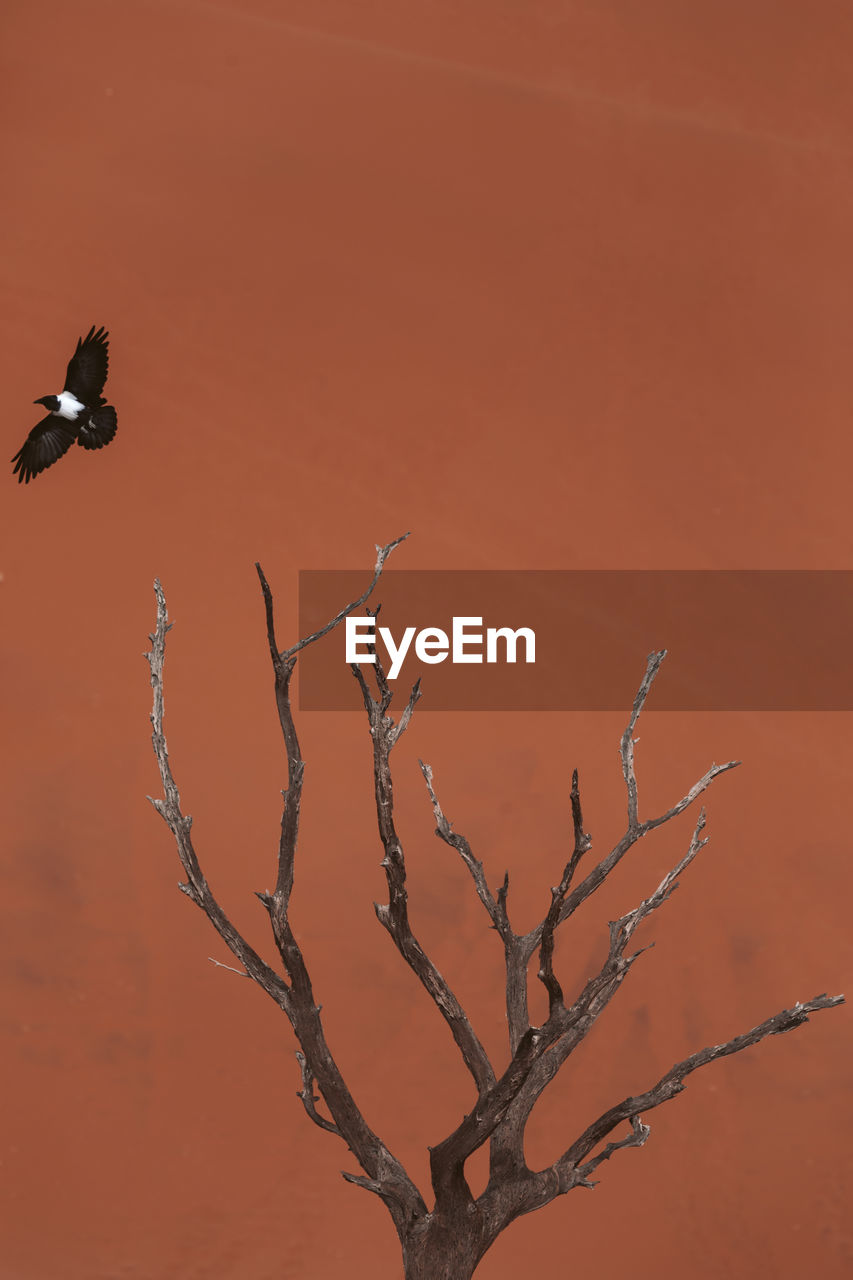 Dry tree with a bird from the namibian desert