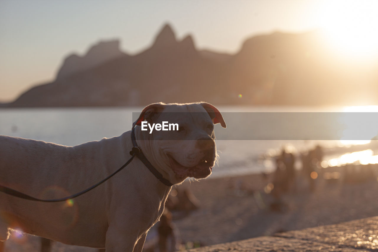 DOG LOOKING AWAY AT BEACH