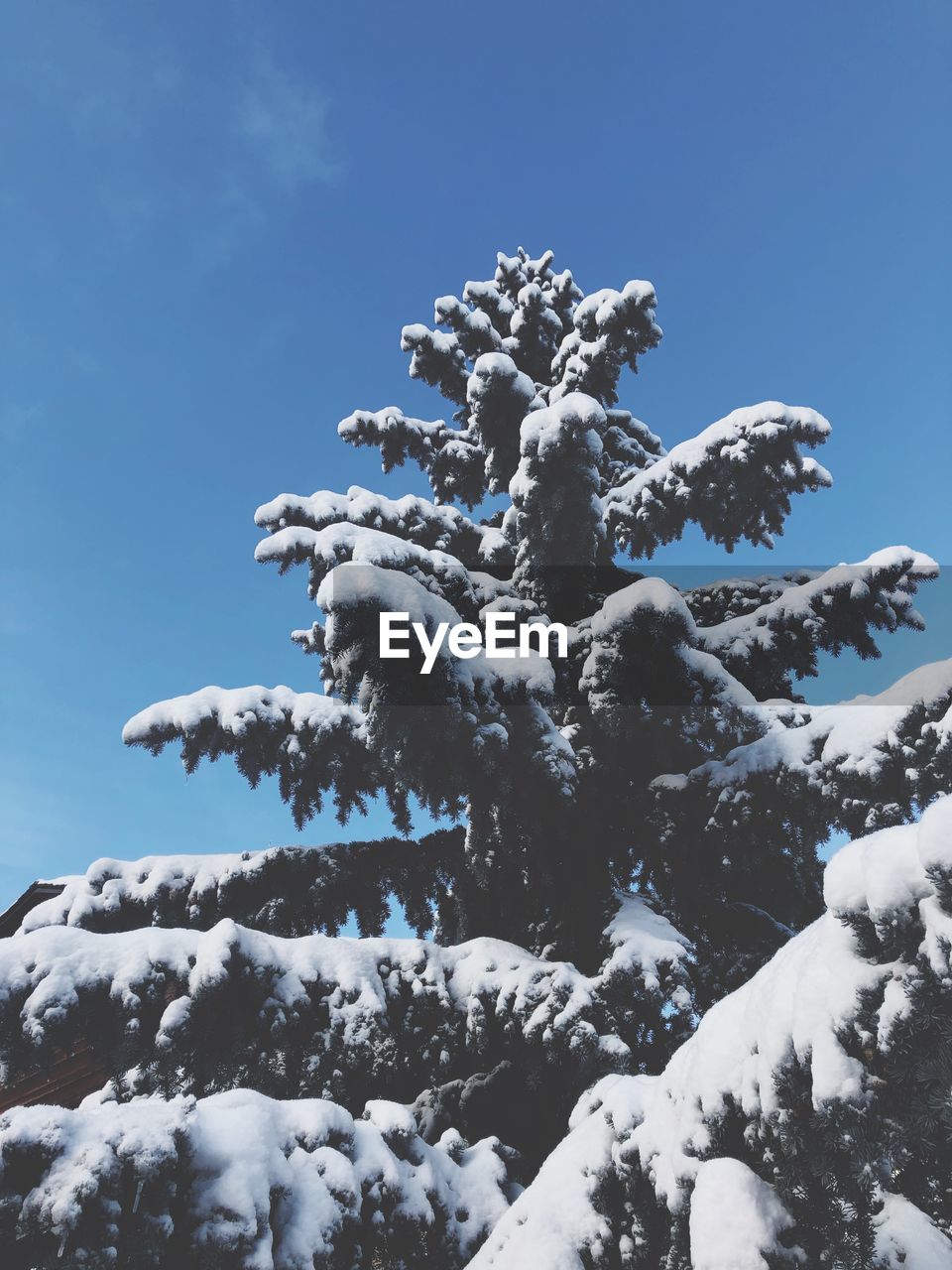 LOW ANGLE VIEW OF SNOW COVERED TREE AGAINST CLEAR SKY