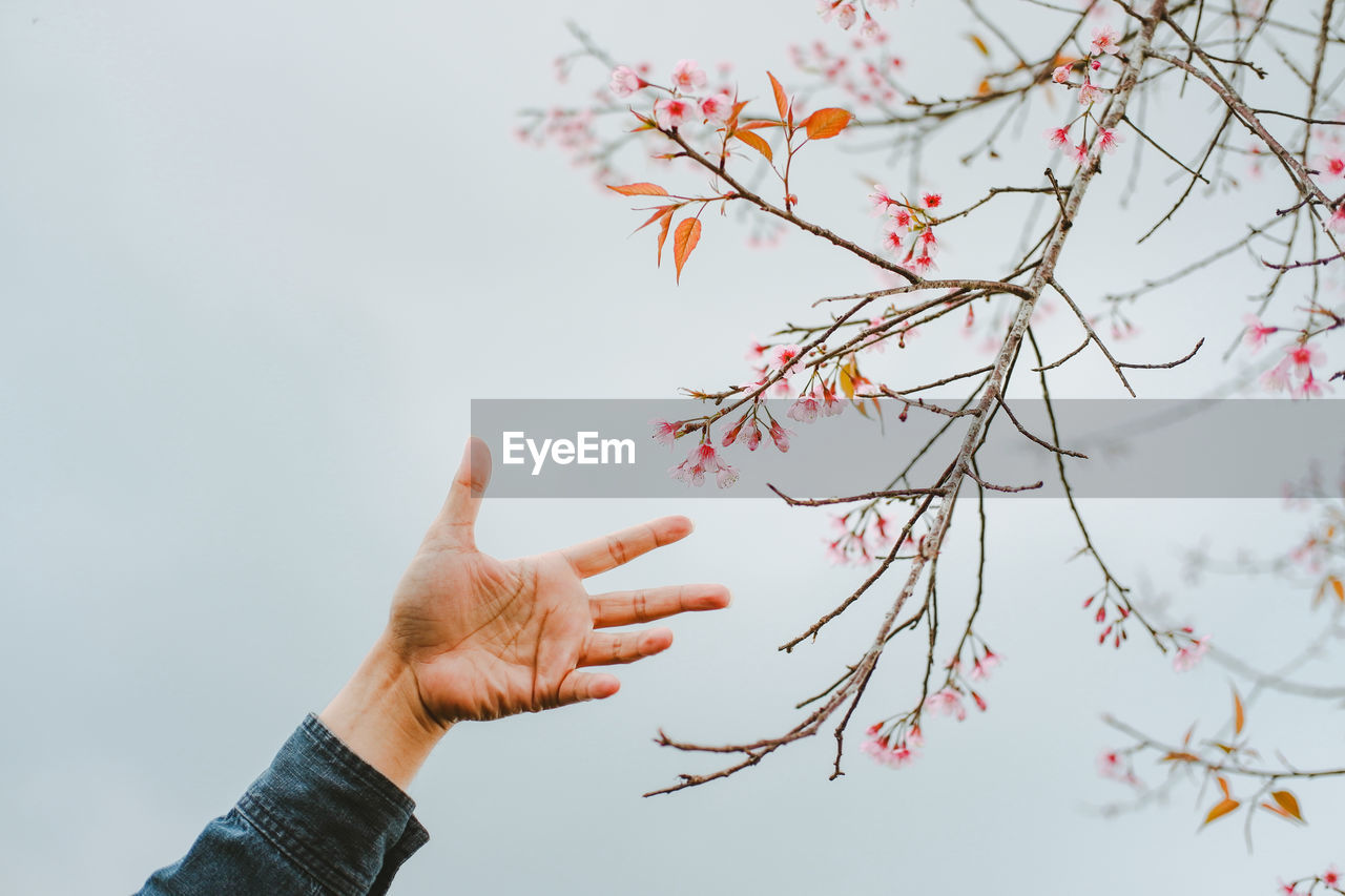 Cropped hand of person by tree against sky