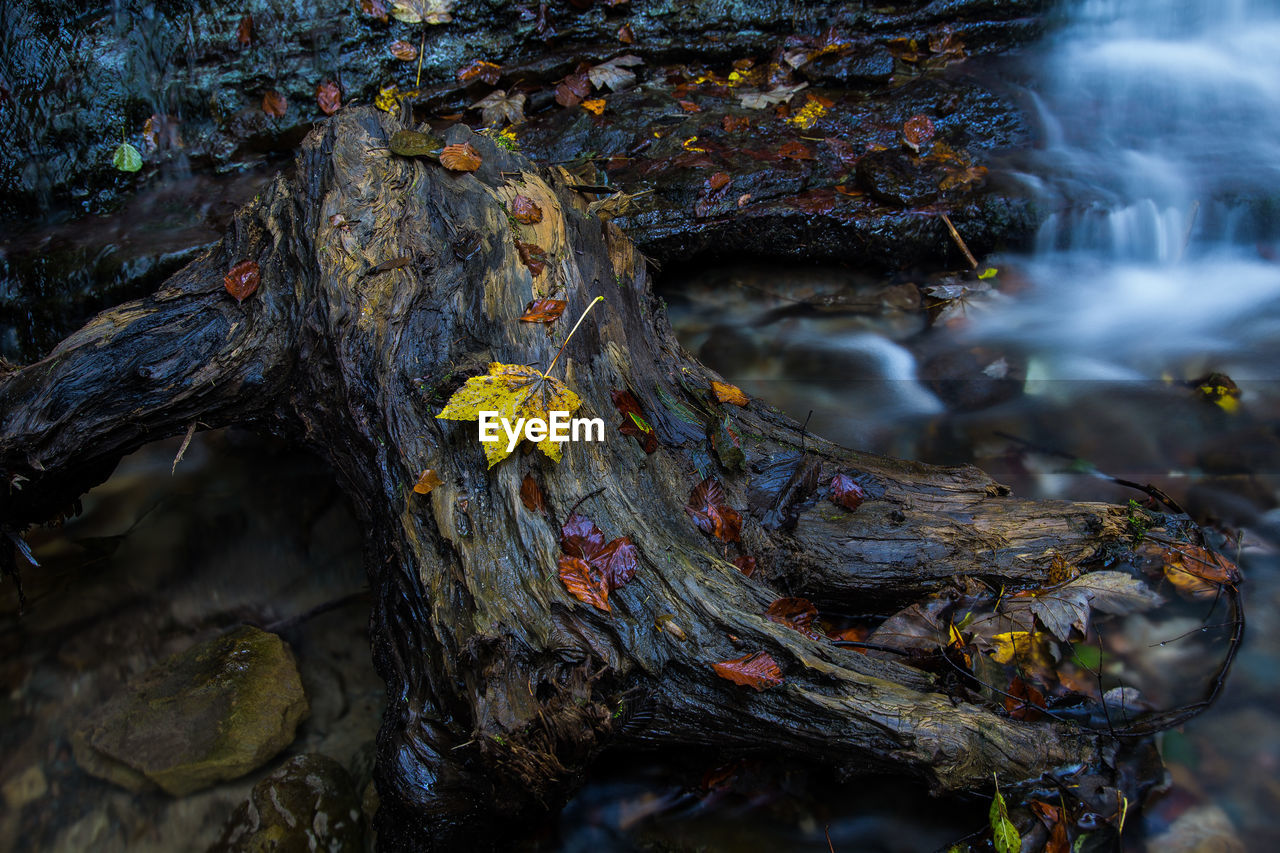 Close-up of lichen on tree trunk