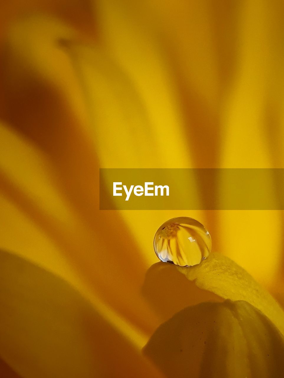 Close-up of yellow flower petal