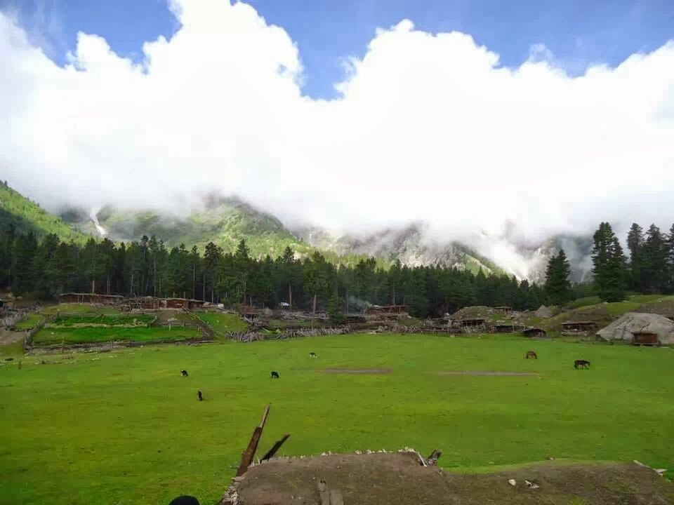 SCENIC VIEW OF GRASSY LANDSCAPE