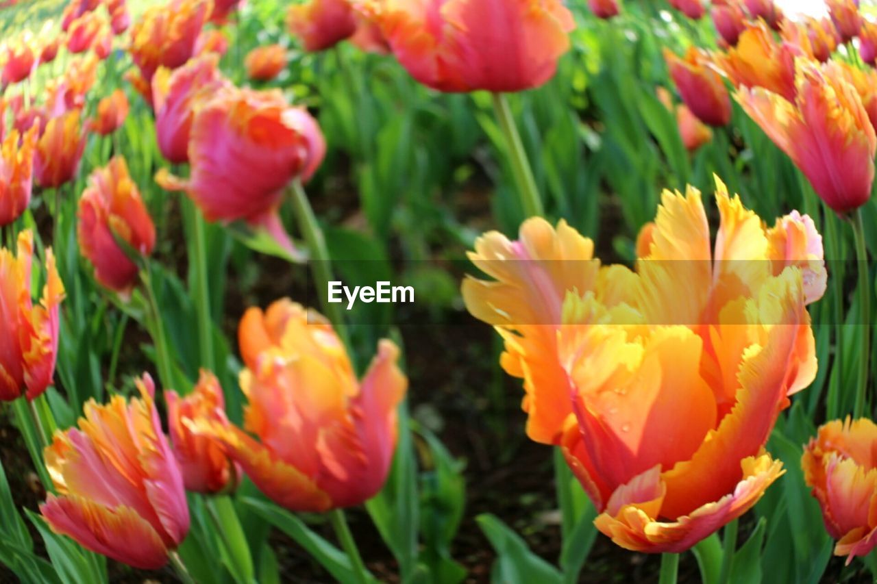 CLOSE-UP OF ORANGE POPPY BLOOMING ON FIELD