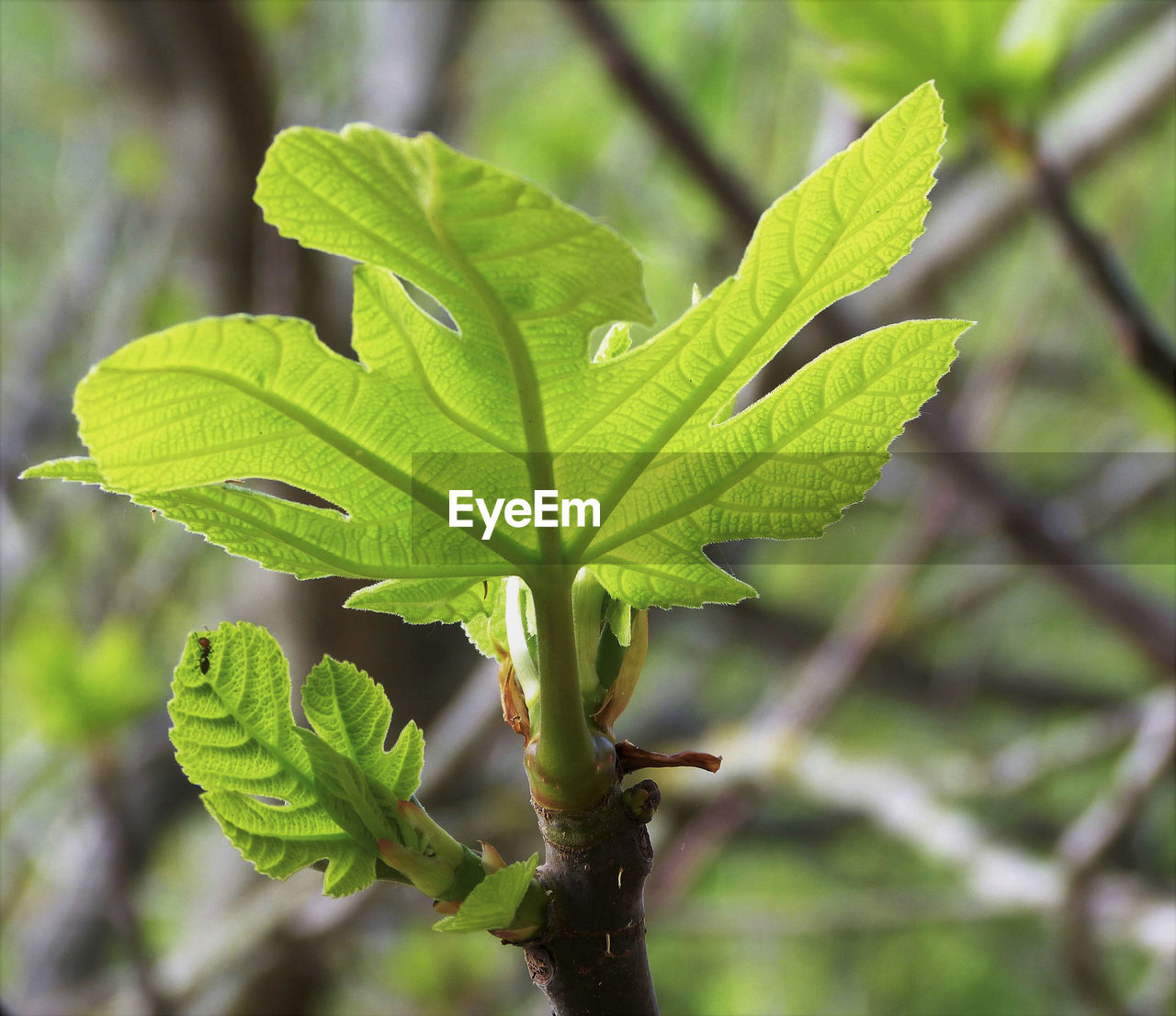 CLOSE-UP OF LEAVES ON TREE